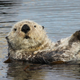 Illustration for article titled You Otter Know, Its Sea Otter Awareness Week!